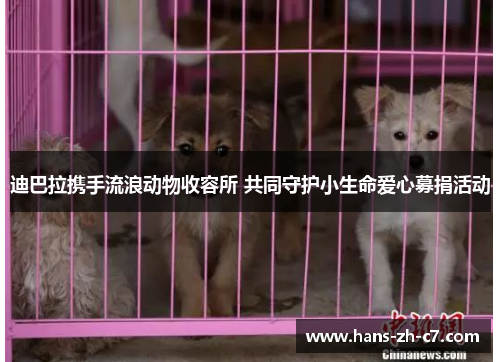 迪巴拉携手流浪动物收容所 共同守护小生命爱心募捐活动